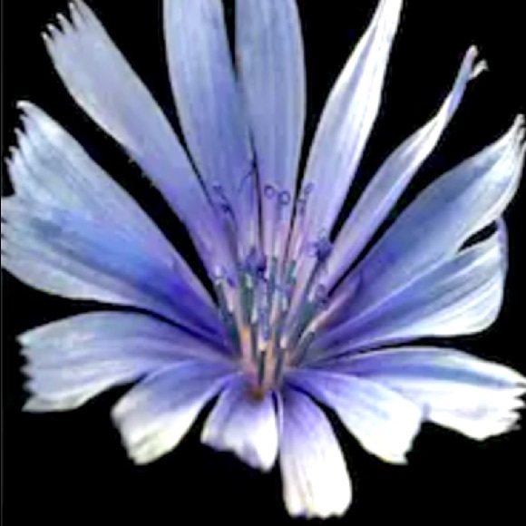 Gift Sold tnester Avi & Viv periwinkle wrap top - Picture 7 of 7